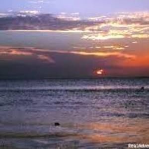 Meet your Posher, Rose